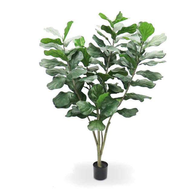  Fiddle Leaf Tree 72"H Bushy, Potted By Gold Leaf Design Group 