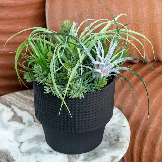  Nama Air Plant Mix W/Sedum 13" By Gold Leaf Design Group 