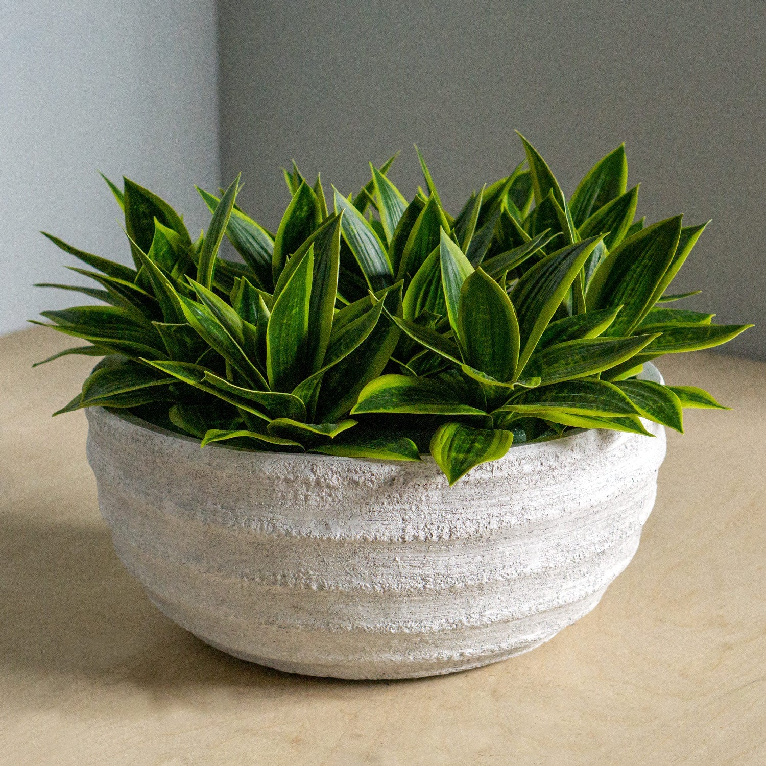  Sansevieria In Dolma Bowl, Large By Gold Leaf Design Group 