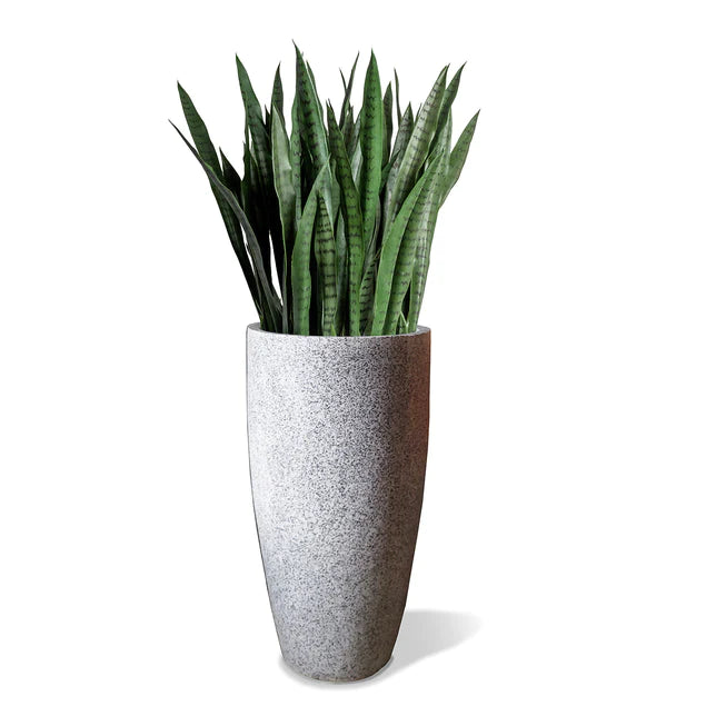  Sansevieria In Kawa Planter, Granite White, Value Engineered By Gold Leaf Design Group 