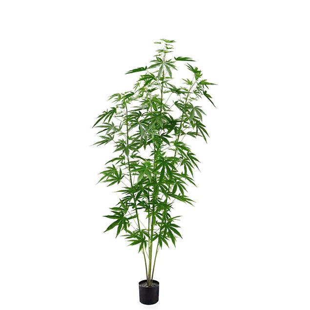  LC Cannabis Plant, 72"H, potte By Gold Leaf Design Group 