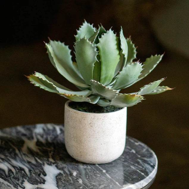  Agave 11.25"OH Potted By Gold Leaf Design Group 