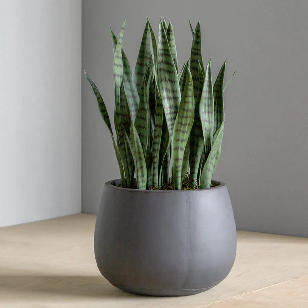  Sansevieria in Puddle Planter By Gold Leaf Design Group 