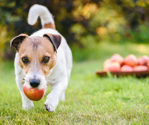 perro con manzana