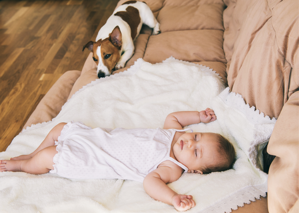 A Jack Russell guards his newborn human sibling