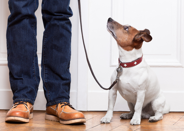 The Essential Role Of Training Tools In Dog Training