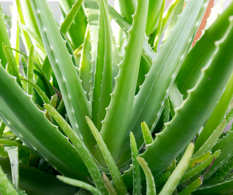 aloe