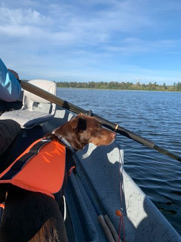 perro en un bote de remos
