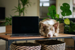 perro-aburriéndose-un-poco-en-casa