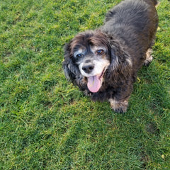 presentando-a-clyde-nuestro-hermoso-cocker-spaniel-senior