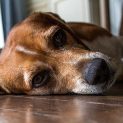 perder-una-mascota-preciada-puede-ser-muy-doloroso