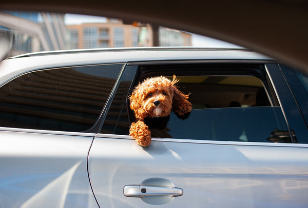 Paseos con perros en coche