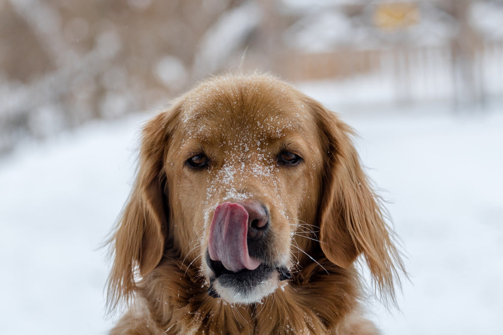 Dog Sticks Out His Tongue to Lick Snow off His Nose