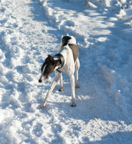 Greyhound Navigates Icy Pavement