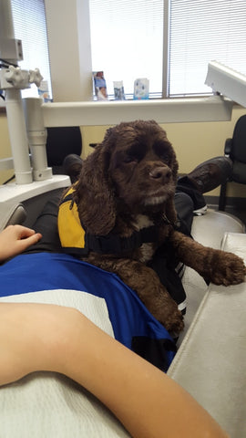 molly-the-therapy-dog-makes-going-to-the-dentist-a-pleasant-experience
