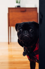 pug en casa