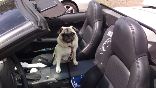 A pug in a vehicle