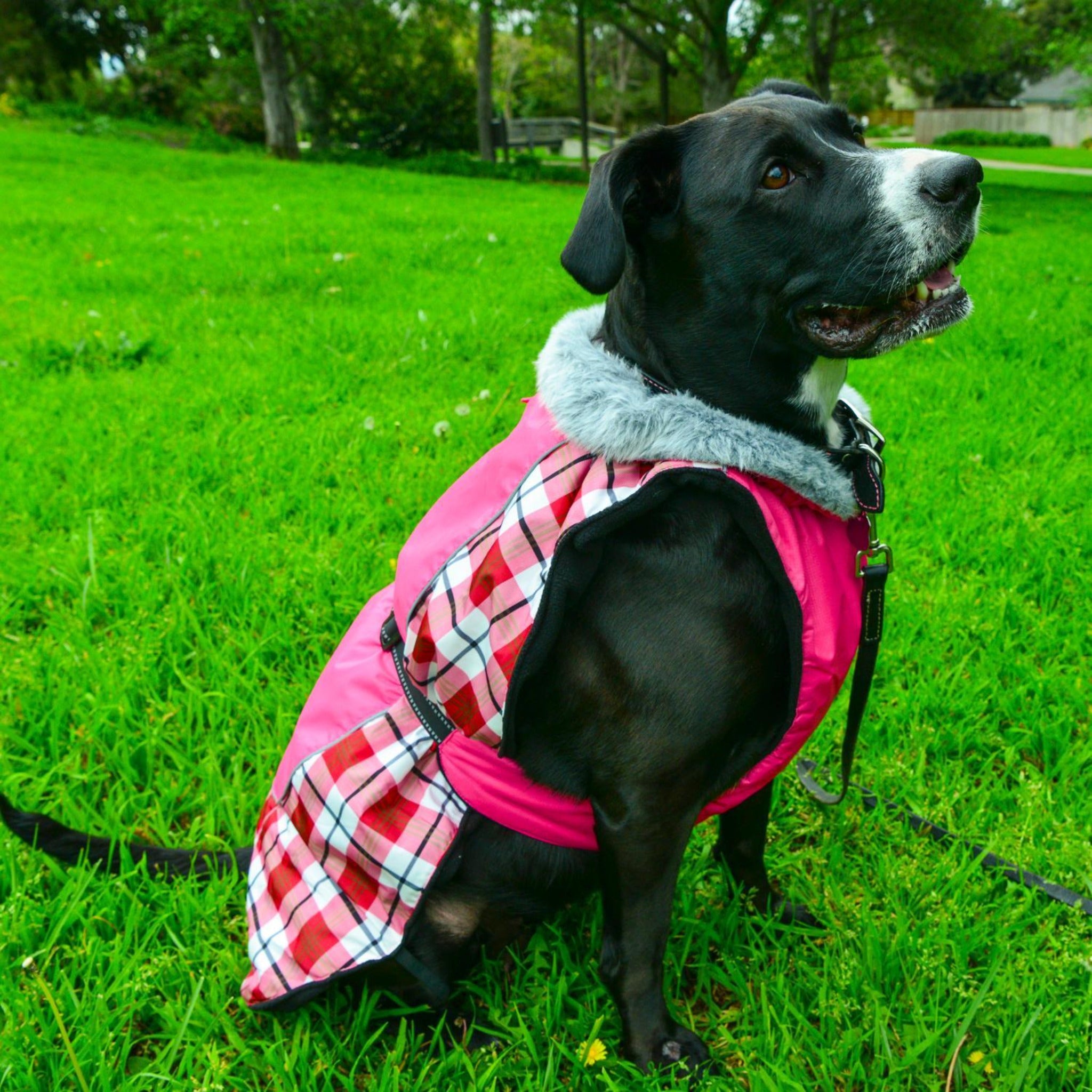 alpine all weather dog coat