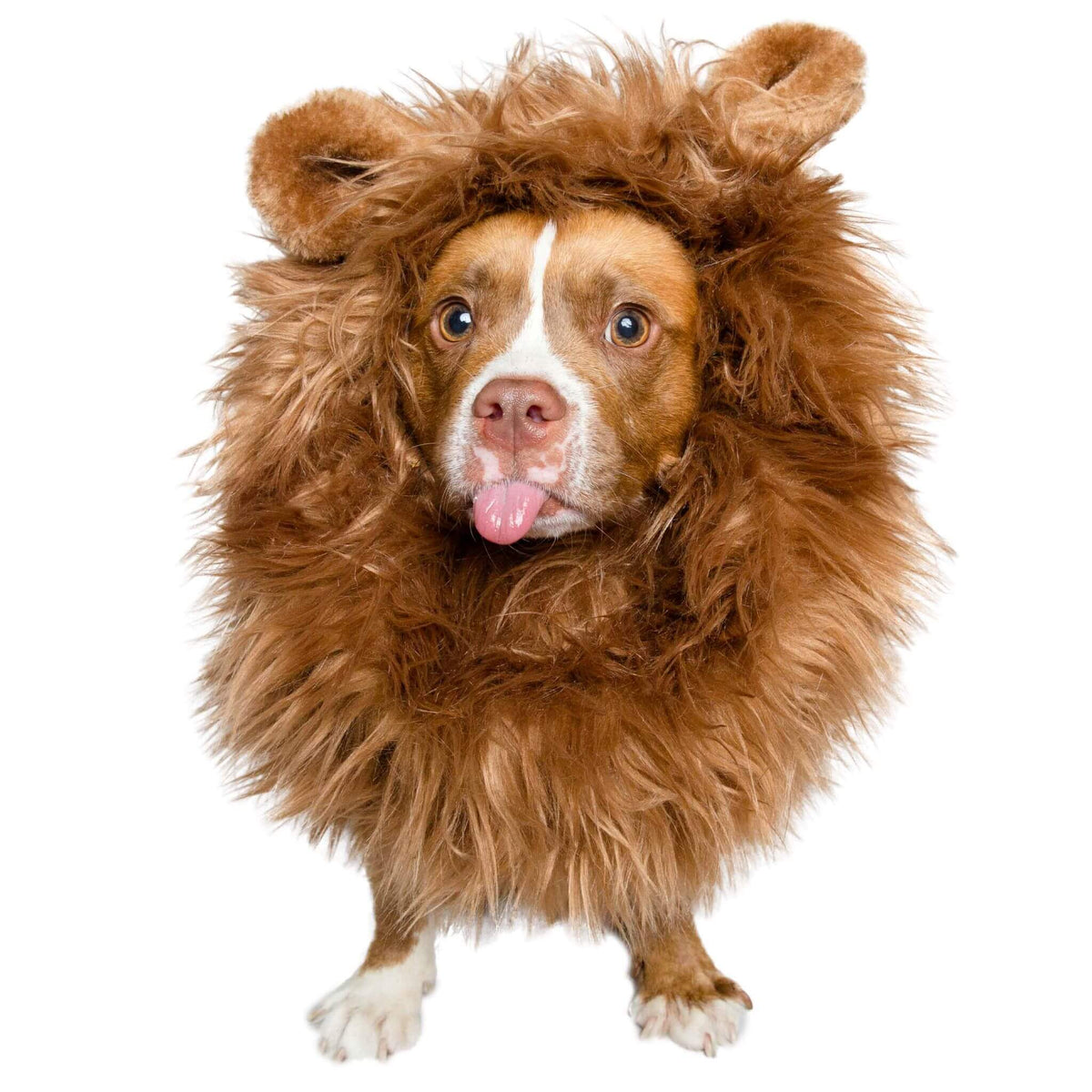Halloween Dress Up for Dogs | Lion Mane Costume for Dogs – UKUSCAdoggie