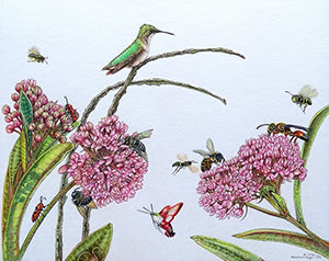 Milkweed Menagerie - Colored Pencil Artwork by Marsha Gilger