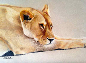 Out of Africa - Colored Pencil Artwork by Penny Pallister