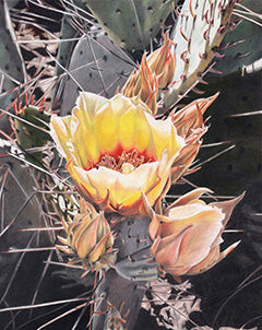 First Bloom - Colored Pencil Artwork by Robin Manelis