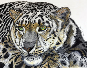 Snow Leopard - Colored Pencil Artwork by Geraldine Buckley