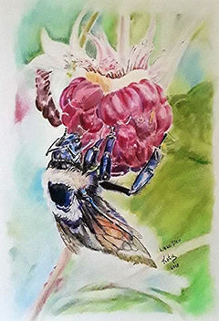 Glory Bee - Colored Pencil Artwork by Katie Swain