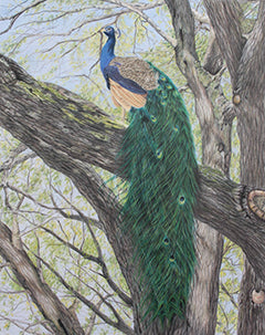 Majestic Roost - Colored Pencil Artwork by Kathleen Smith