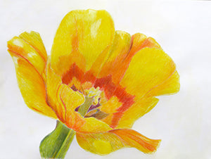Yellow Tulip by Carolyn Langley