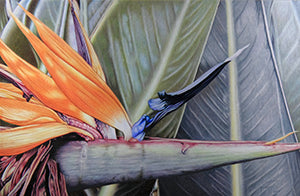 Bird of Paradise by John Guiseppi