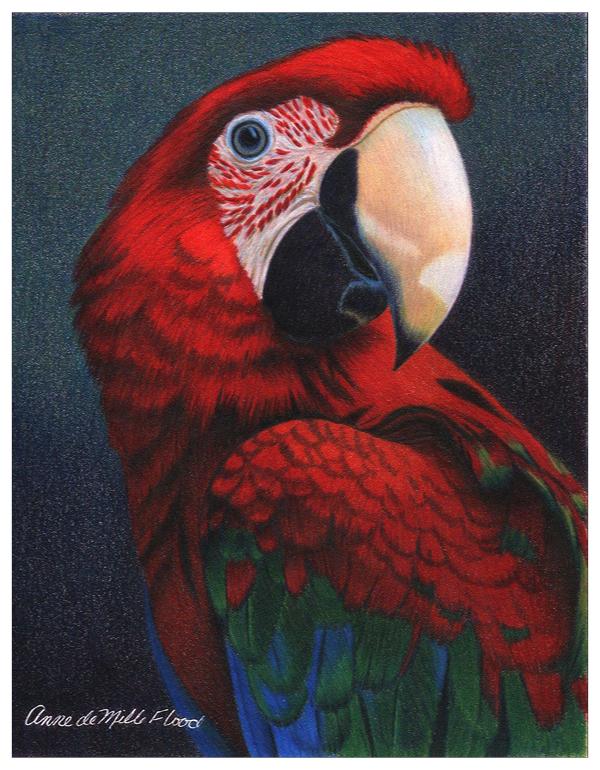 macaw drawing pencil