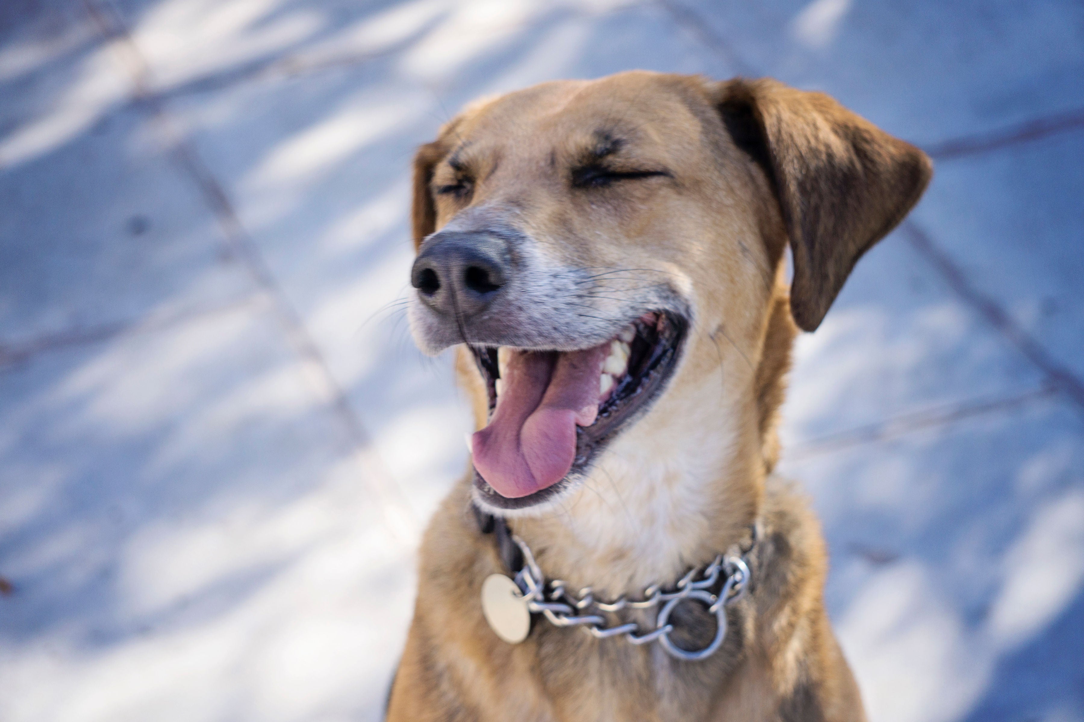 Enrichment Day Care for Dogs – Canine Movement Lab