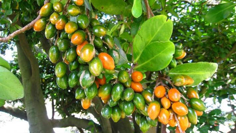 are orange trees poisonous to dogs
