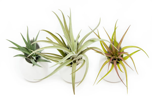 Peace of Mind Air Plant Gift