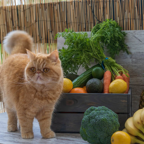 natural cat food with carrots