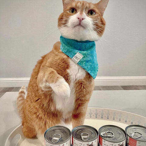 canned pumpkin for cats