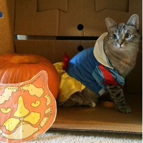 cat food pumpkin