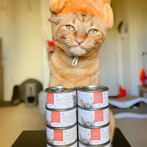 pumpkin cat food