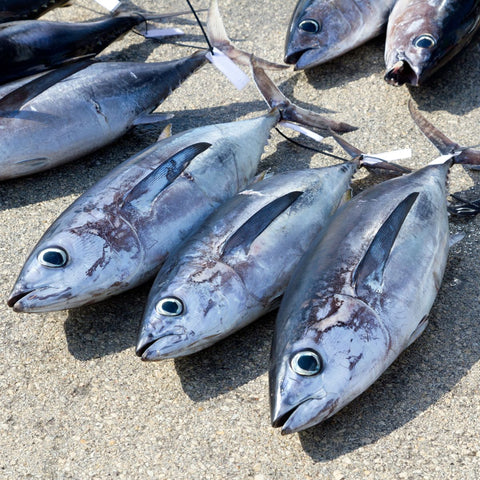 tuna in oil for cats