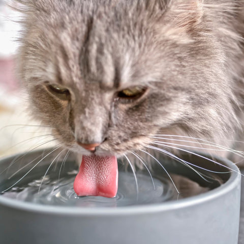 what is the healthiest wet cat food