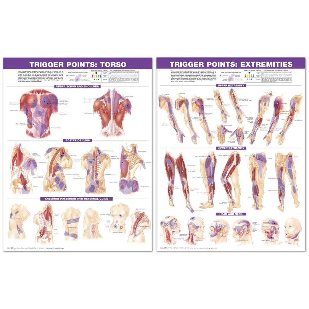 Muscle Pressure Points Chart