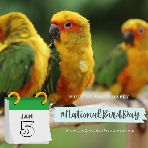 Colorful Parrots sitting on a branch. Reminder for National Bird Day on January 5th