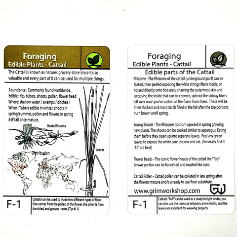 Credit Card Size Cattail Plant Foraging Guide: How to Find, and how to eat cattails