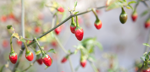 Pequin Peppers