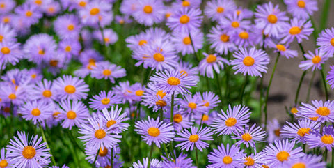 September birth flower aster