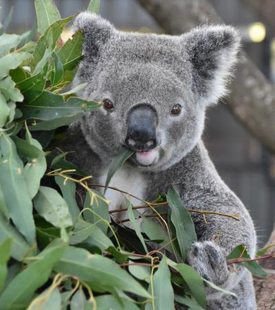 Baz The Koala
