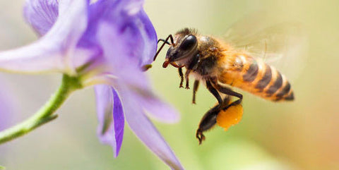bee spirit animal