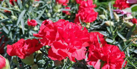 January birth flower carnation