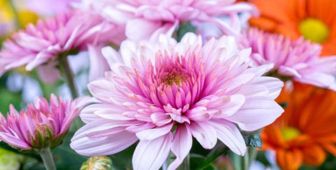 Birth flower November Chrysanthemum